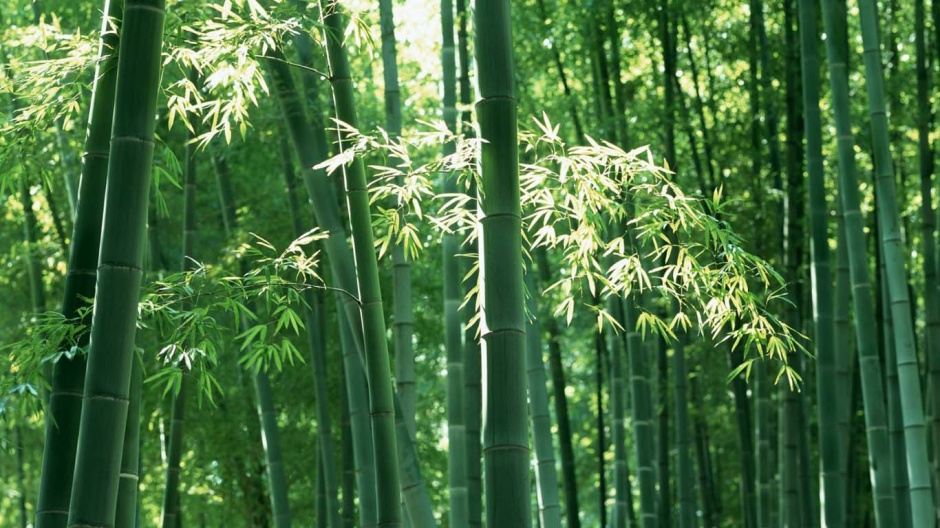 幽静清新的竹林风景图片欣赏