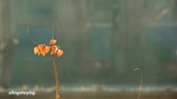 @【拍不够的颐和园——无题】