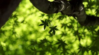 精选简约枫叶桌面风景壁纸