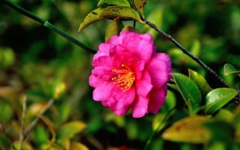 绿色清新护眼树叶红色花朵图片下载