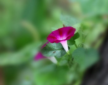 高清喇叭花特写图片