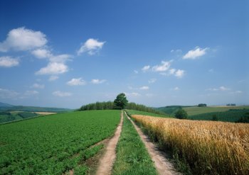 阳光下乡间小路唯美自然风景图片