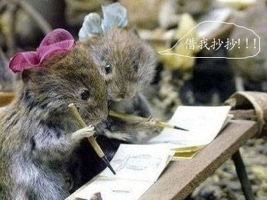 精选可爱呆萌的动物图片