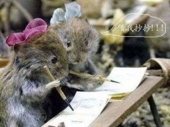 精选可爱呆萌的动物图片