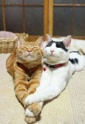 恩爱的猫咪动物图片