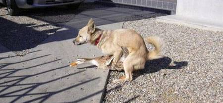 搞错对象的邪恶动物图片