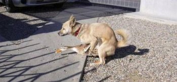 搞错对象的邪恶动物图片