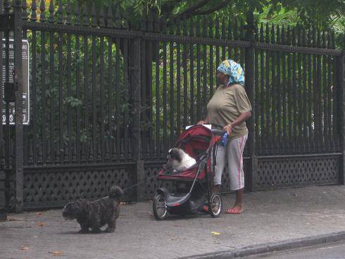 动物爆笑囧图之宝贝狗狗