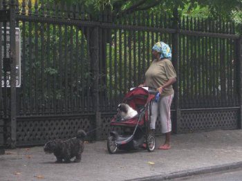 动物爆笑囧图之宝贝狗狗