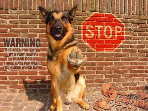 神气的交警狗狗搞怪图片