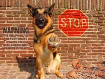 神气的交警狗狗搞怪图片