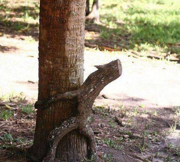 搞笑无节操的树干图片