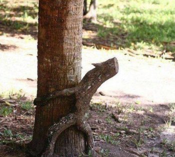 搞笑无节操的树干图片