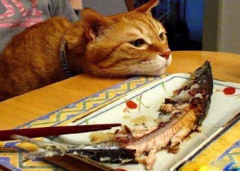 忧伤的猫咪动物图片