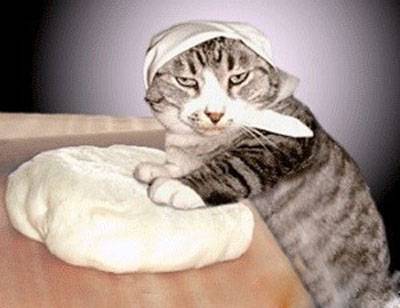 和面的猫大厨动物PS图片