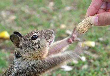 一手交钱一手交货动物搞笑图