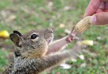 一手交钱一手交货动物搞笑图