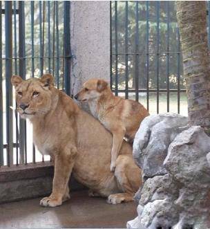 动物邪恶图片之爱真的需要勇气