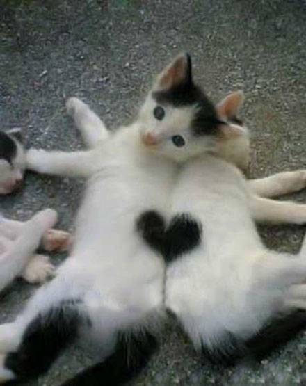 天生一对的喵搞笑动物图片