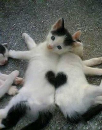 天生一对的喵搞笑动物图片