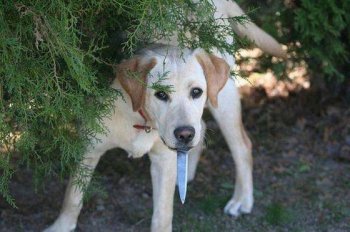 超霸气的狗狗图片之打劫