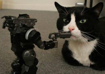 黑猫警长搞笑动物图片