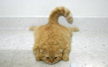 无忧无虑的猫咪动物图片