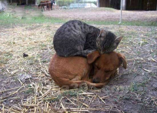 好和谐的猫狗搞笑动物图片