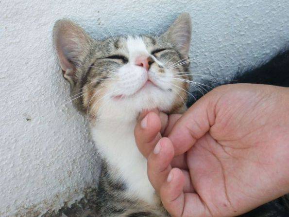 最新人与动物搞笑图片