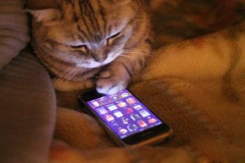 玩手机的猫搞笑图片