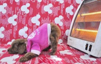 可爱的狗狗搞笑动物图片