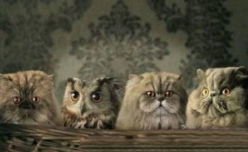 萌萌的动物图片之有奸细