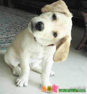 狗狗爆笑图之耳朵进水了