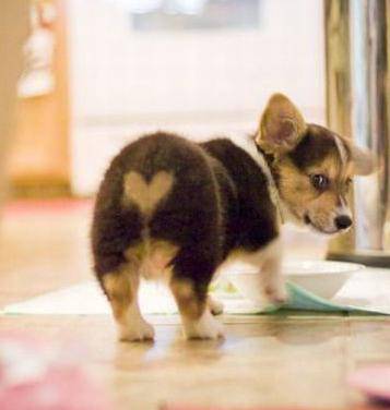 二货狗狗的心形屁股图片