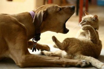 最新猫狗搞笑动物图片