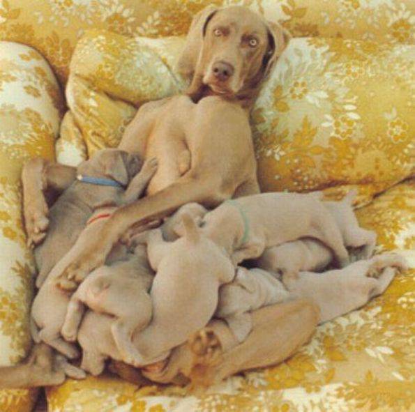 小狗和狗妈妈可爱搞笑图片