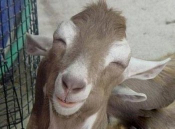 可爱动物萌图之喜驴驴