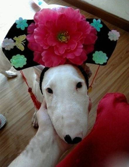 主人恶搞狗狗雷人图片