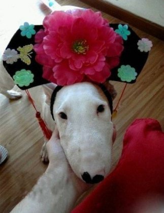 主人恶搞狗狗雷人图片