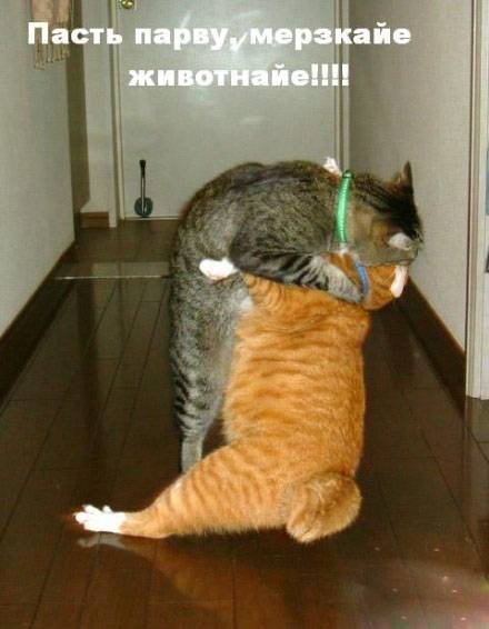 深情的一吻猫咪动物图片