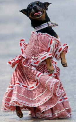 穿裙子的狗狗搞笑图片