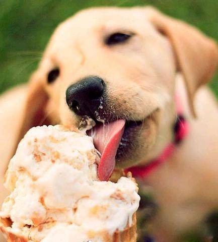 超可爱搞笑的吃货狗狗图片