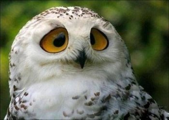 猫头鹰动物囧图搞笑图片