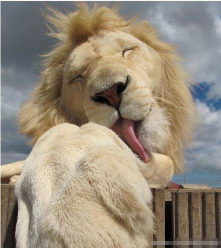 动物爆笑趣图精选之呆萌狮子