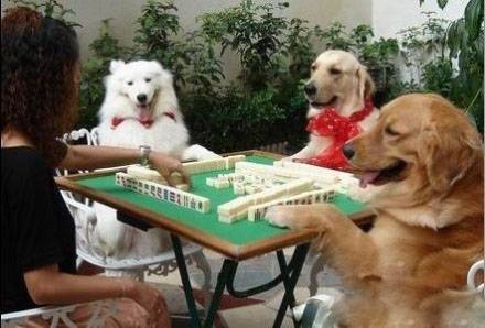 狗狗卖萌动物搞怪图片之牌瘾犯了