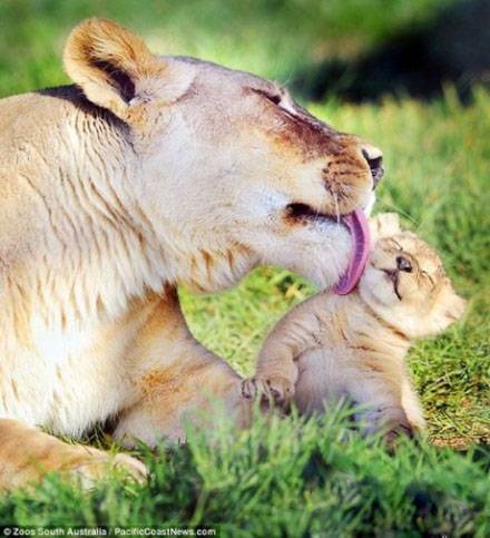 动物囧图搞笑图片之妈妈的口水