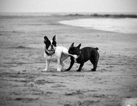 动物爆笑趣图之别咬我