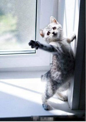 爆笑萌宠动物趣图之带我走