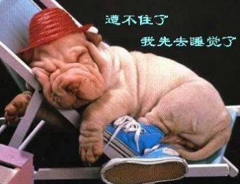 狗狗爆笑图片之我很困