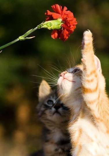 猫咪搞笑动物图片之情人节